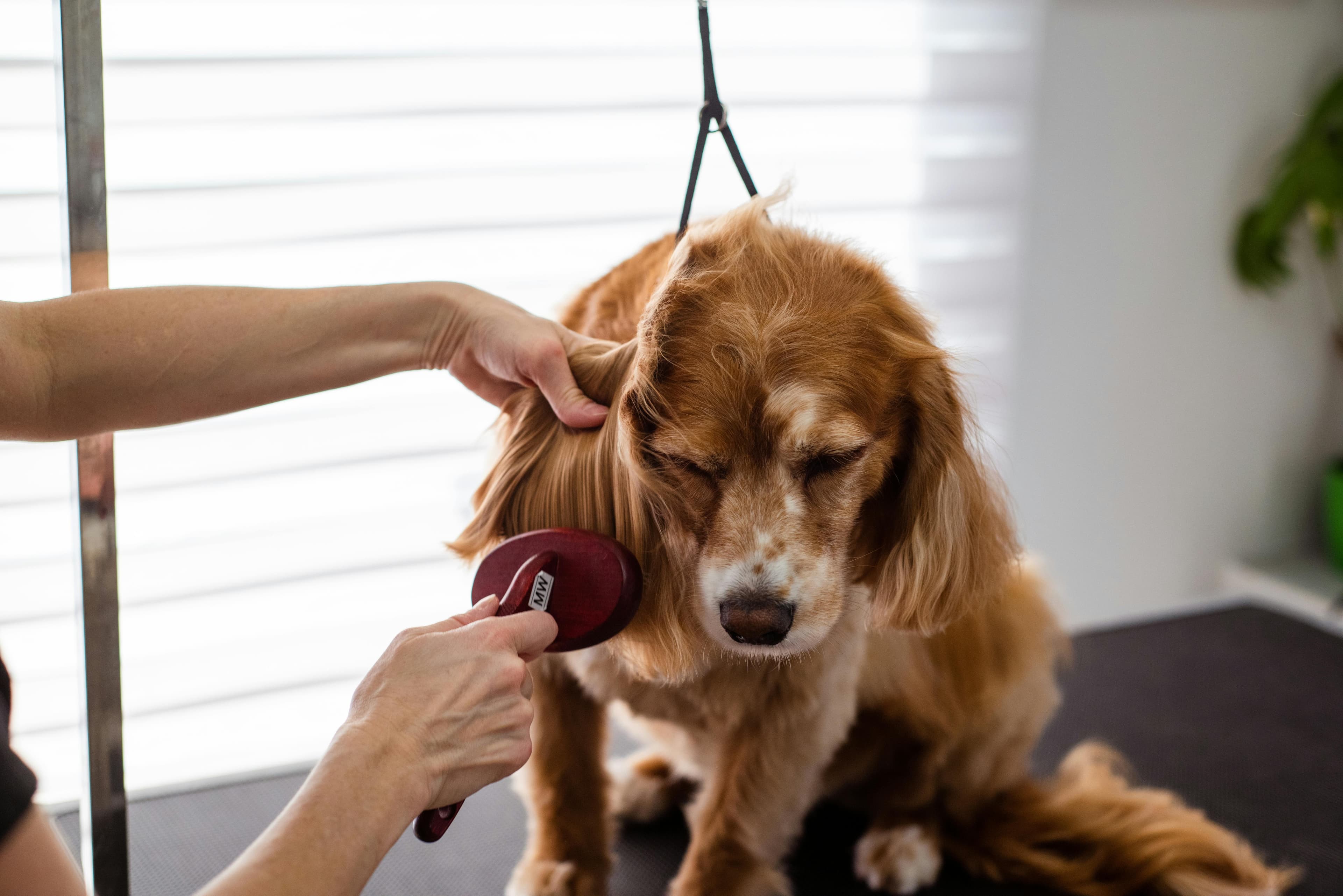 photo of dog grooming